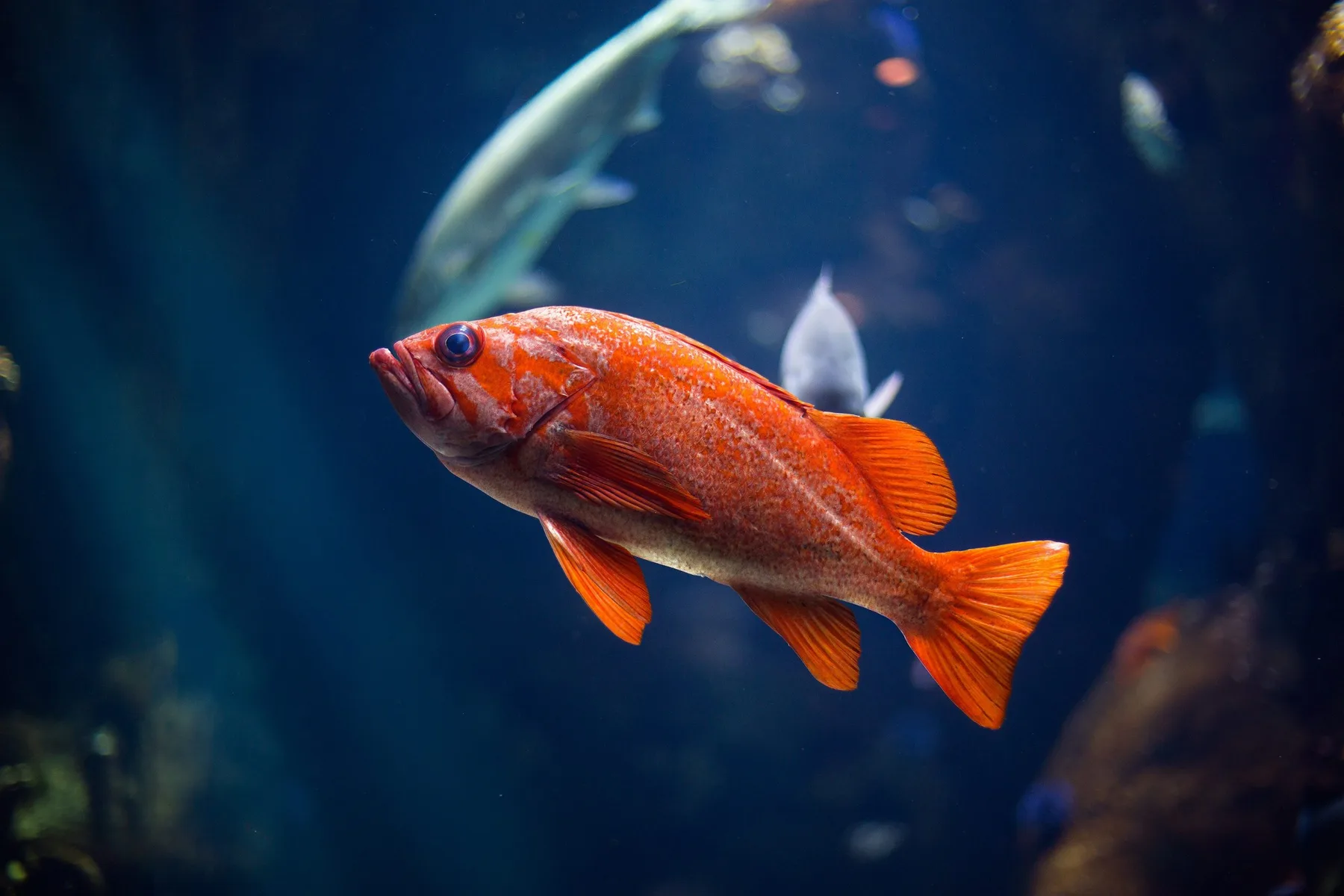 Personajes del programa Si los peces hablaran